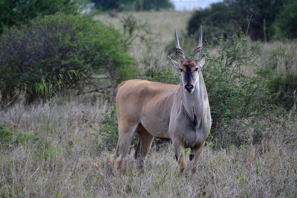 Nairobi National Park